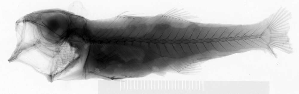 Image of Brinkmannella elongata Parr 1933