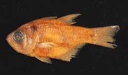 Image of Twinspot cardinalfish