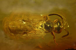 صورة Oxyserphus