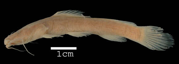 Notoglanidium pallidum Roberts & Stewart 1976的圖片