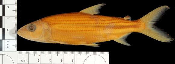 Image of Hydrocynus