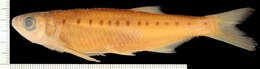 Image of Leptocypris lujae (Boulenger 1909)