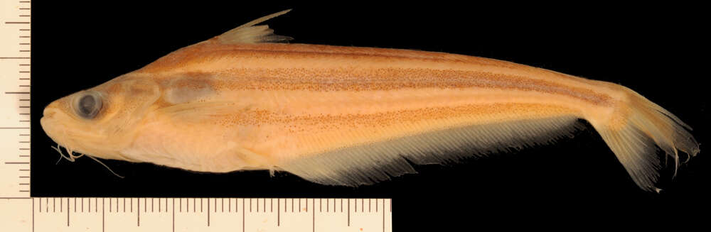 Image of African Butter Catfish