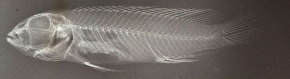 Image of Nanochromis parilus Roberts & Stewart 1976