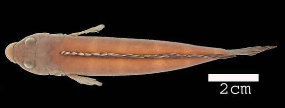 Image of Teleogramma