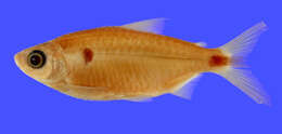 Image of Brycinus comptus (Roberts & Stewart 1976)