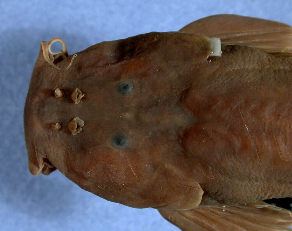 Image of Amphilius zairensis Skelton 1986