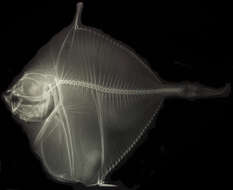 Image of Xenolepidichthys