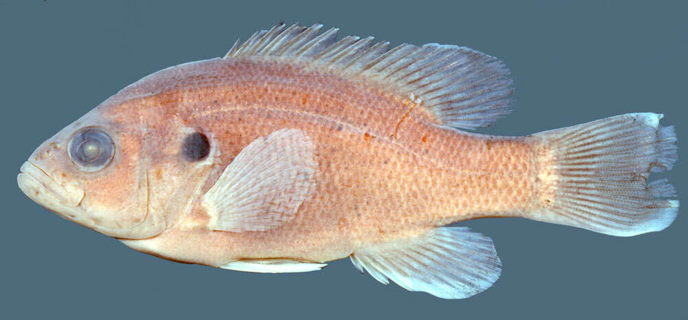 Image of Green Sunfish