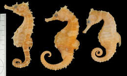 Image of Lined Seahorse