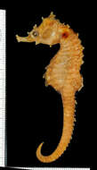 Image of Lined Seahorse