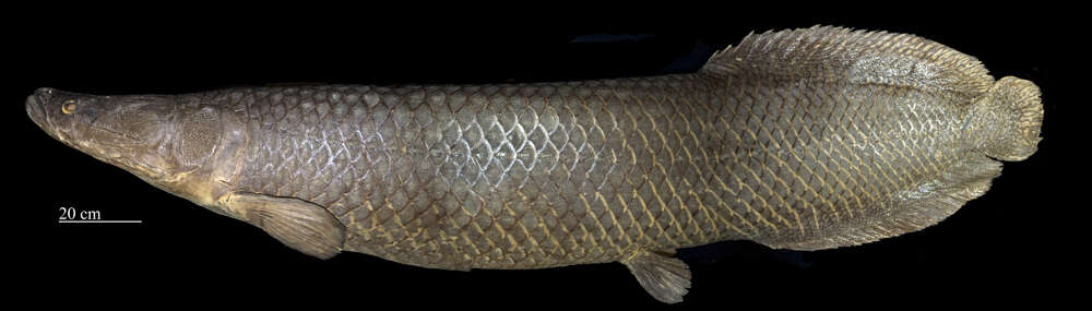 Image of Arapaima