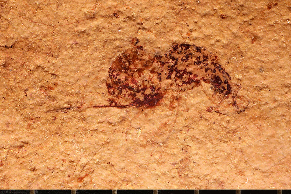 Image of Palaeotorymus typicus Brues 1910