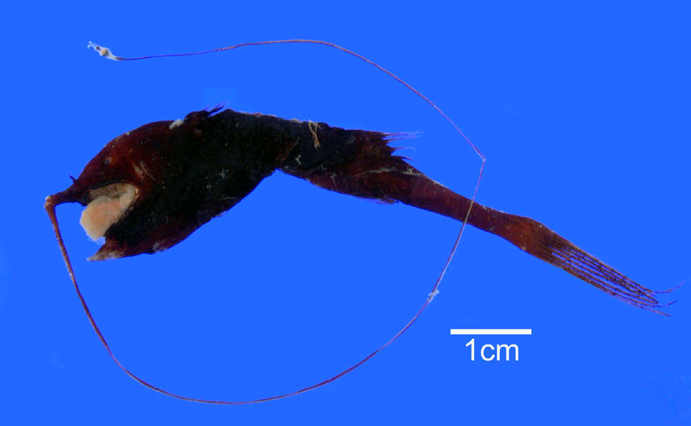 Image of Gigantactis microdontis Bertelsen, Pietsch & Lavenberg 1981