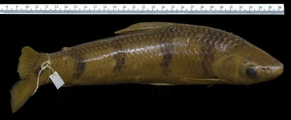 Image of Schizodon