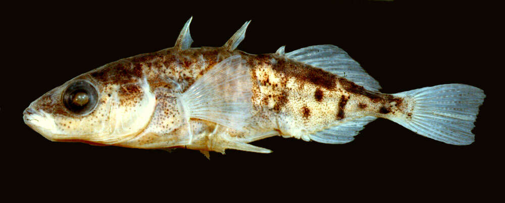 Image of Blackspotted Stickleback