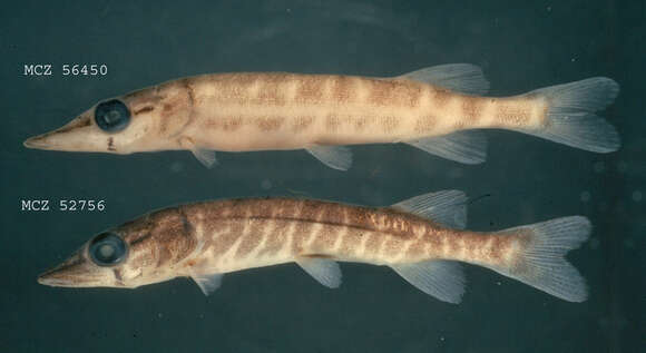 Image of Redfin Pickerel