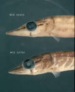 Image of Redfin Pickerel