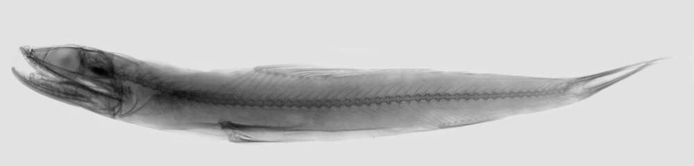 Image of Brushtooth lizardfish