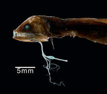 Image of Eustomias monodactylus Regan & Trewavas 1930