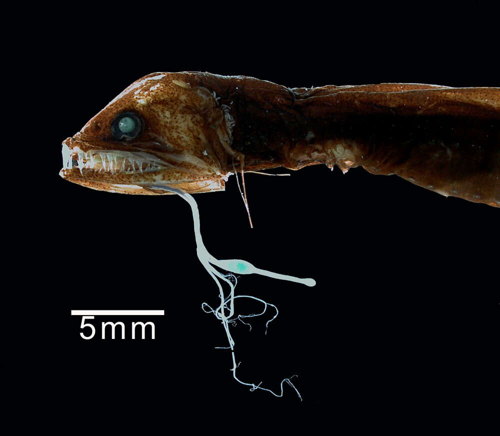 Image of Eustomias monodactylus Regan & Trewavas 1930