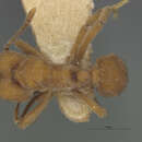 Image of Sericomyrmex impexus Wheeler 1925