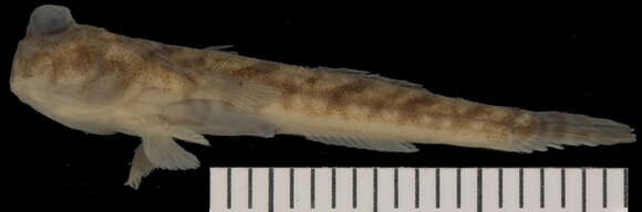 Plancia ëd Periophthalmus variabilis Eggert 1935