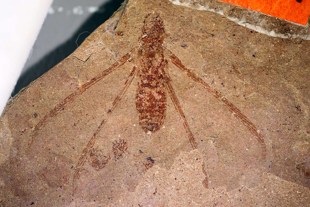 Image of <i>Prokalotermes hagenii</i> (Scudder 1883)
