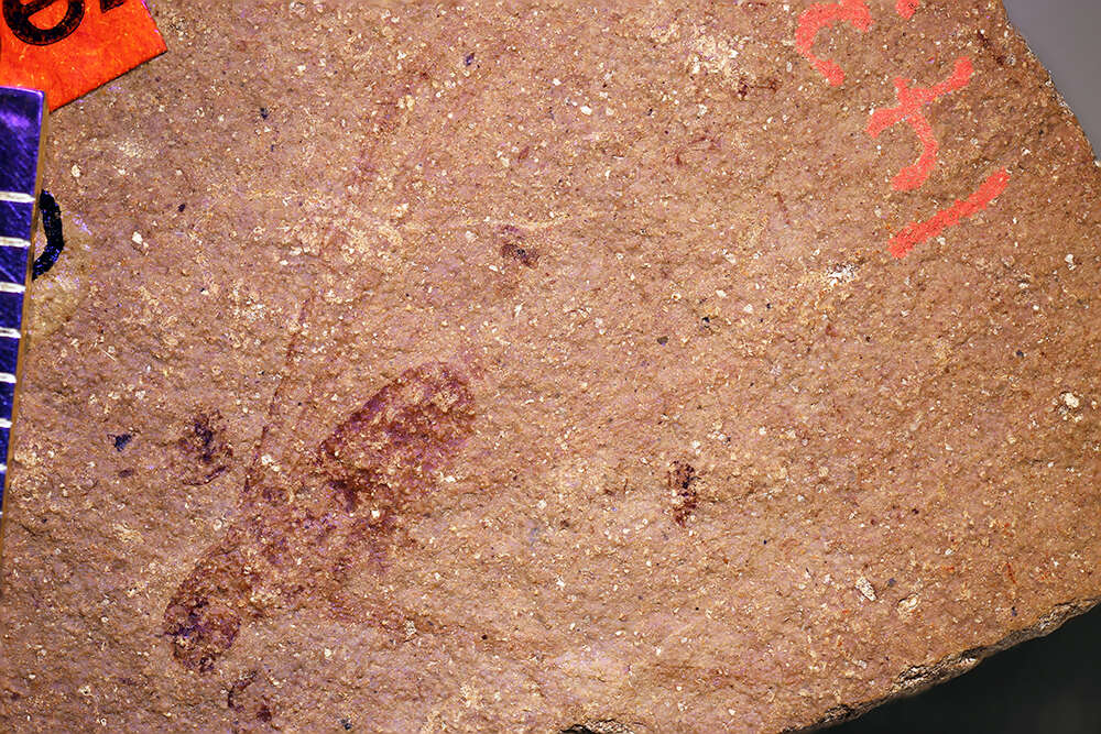 Image of <i>Proelectrotermes fodinae</i> (Scudder 1883)