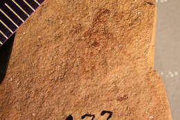 Image of <i>Proelectrotermes fodinae</i> (Scudder 1883)
