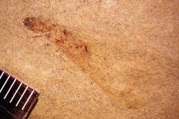 Image of rottenwood termites