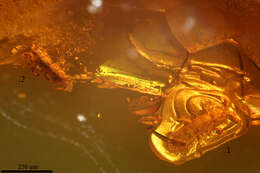 Image of springtails