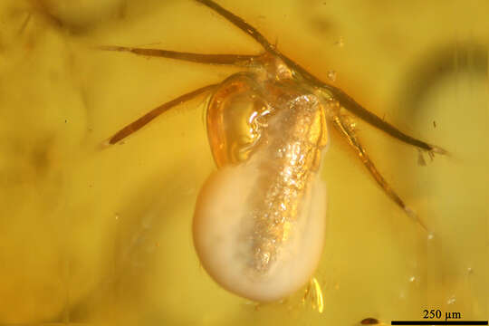 Image of springtails