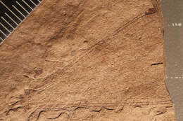 Sivun Lithagrion hyalinum kuva