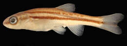 Image of Northern Redbelly Dace