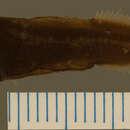 Image of Doublekeeled whalefish