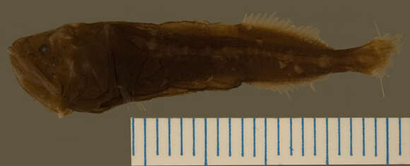 Image of Ditropichthys