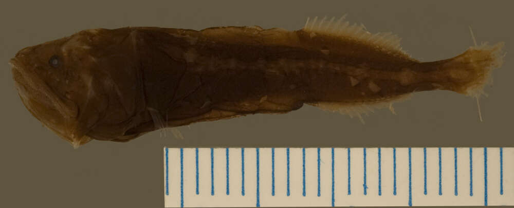 Image de Ditropichthys storeri (Goode & Bean 1895)
