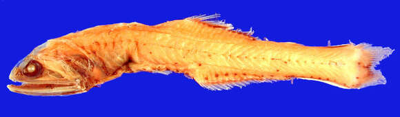 Image of Nannobrachium wisneri Zahuranec 2000