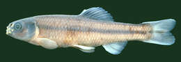 Image of Bluntnose Minnow