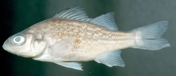 Image of White Perch