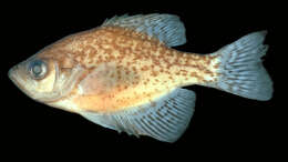 Image of Black Crappie