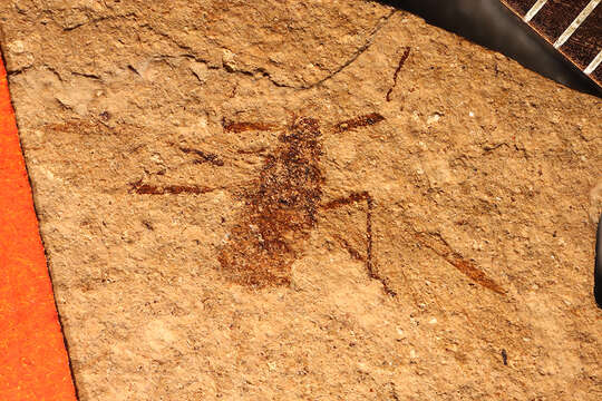 Image of Siphonophoroides pennatus