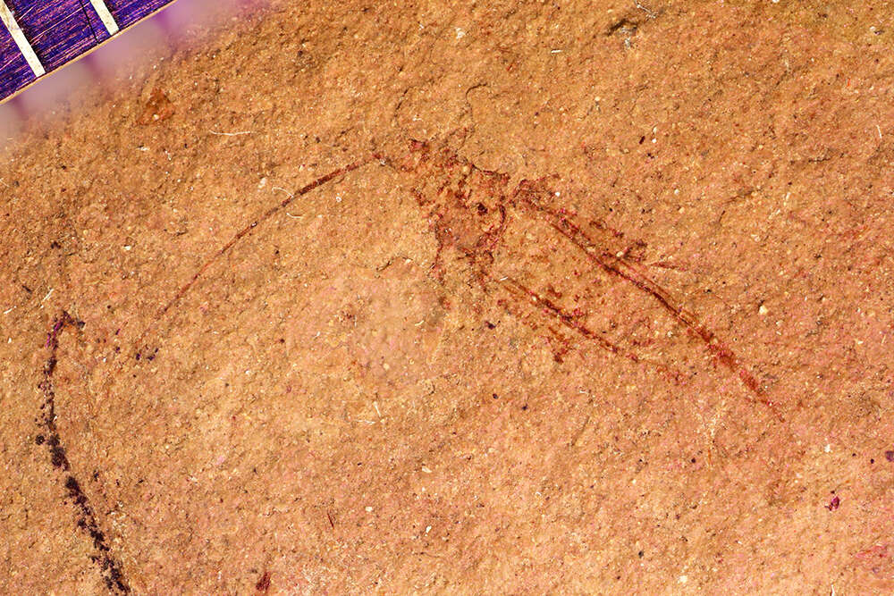 Image of <i>Siphonophoroides antiqua</i> Buckton 1883