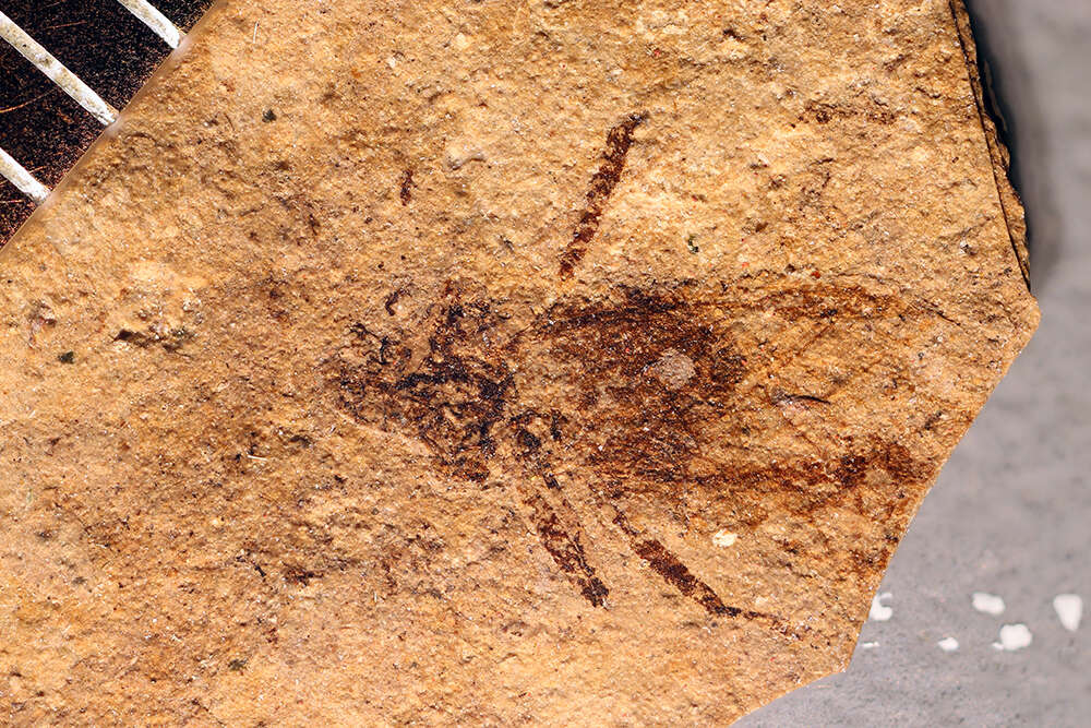 Слика од <i>Siphonophoroides pennata</i> (Buckton 1883)