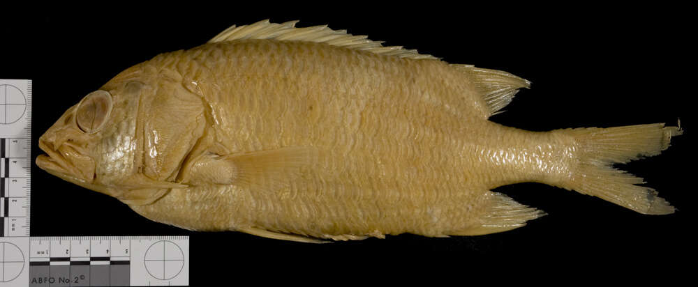 Image of Blue Lined Squirrelfish