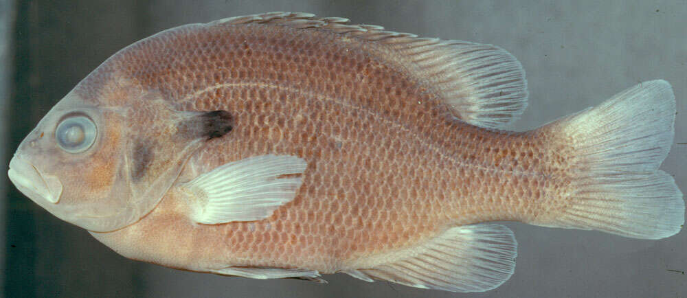 Image of Redbreast Sunfish