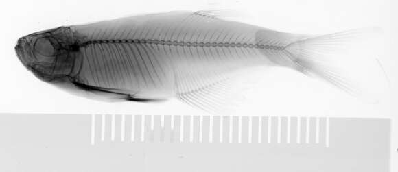 Слика од Gephyrocharax intermedius Meek & Hildebrand 1916