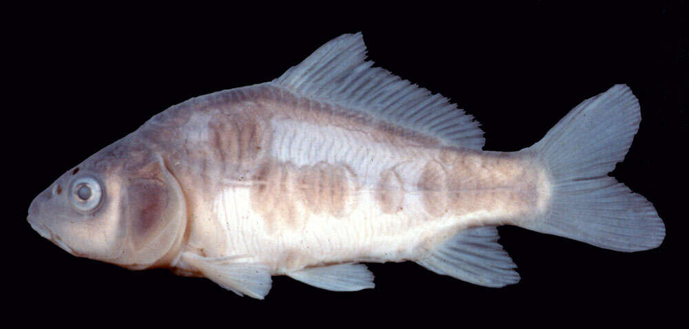 Image of common carp, carp