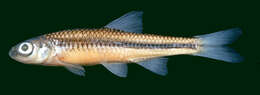 Sivun Notropis volucellus (Cope 1865) kuva